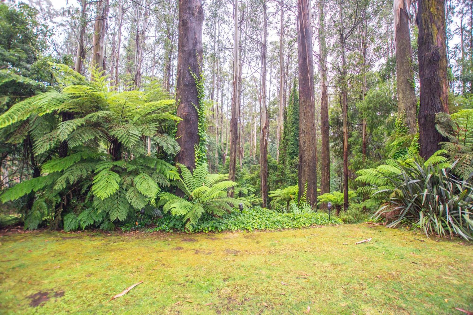 The Fernglen Forest Retreat Mount Dandenong Buitenkant foto