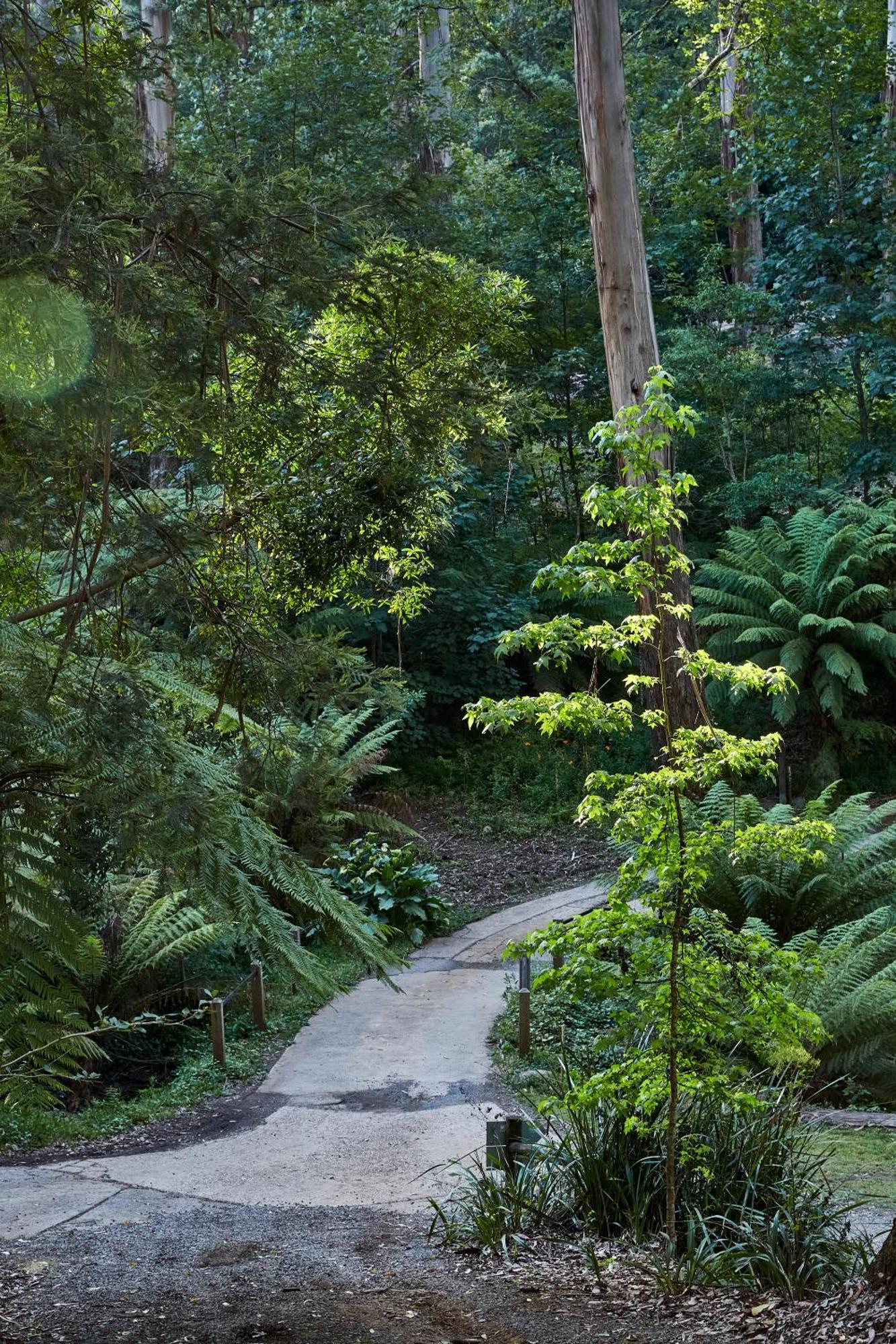 The Fernglen Forest Retreat Mount Dandenong Buitenkant foto