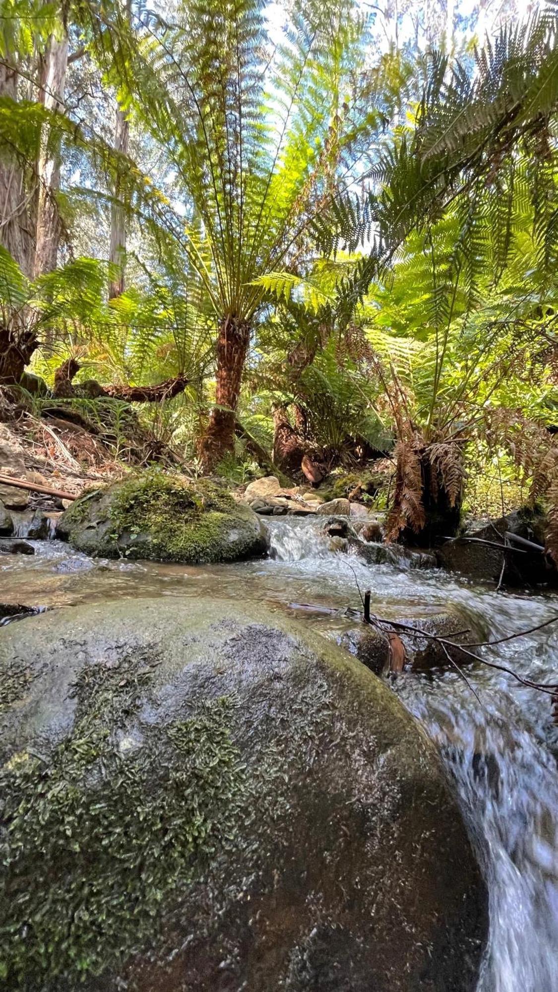 The Fernglen Forest Retreat Mount Dandenong Buitenkant foto