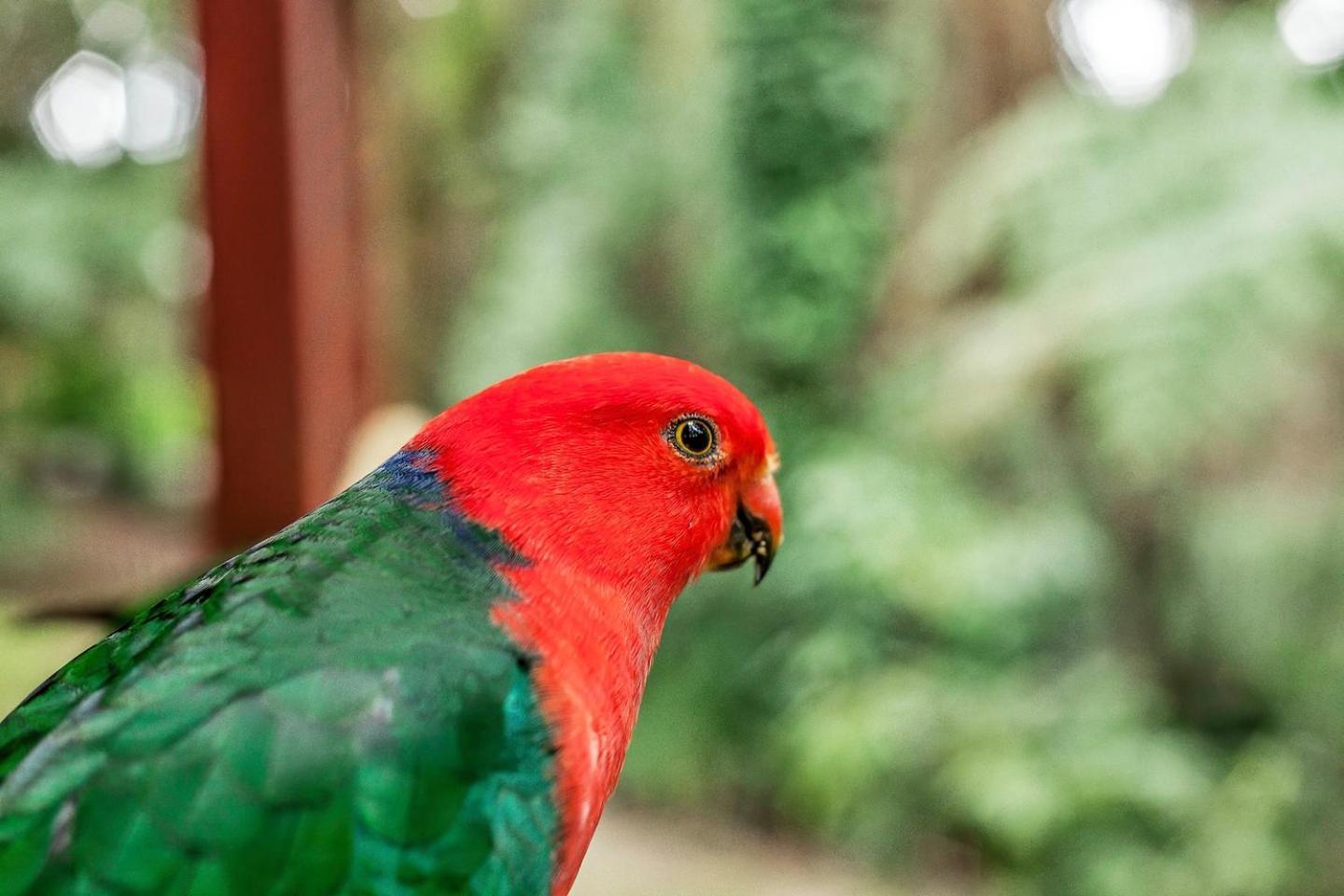 The Fernglen Forest Retreat Mount Dandenong Buitenkant foto