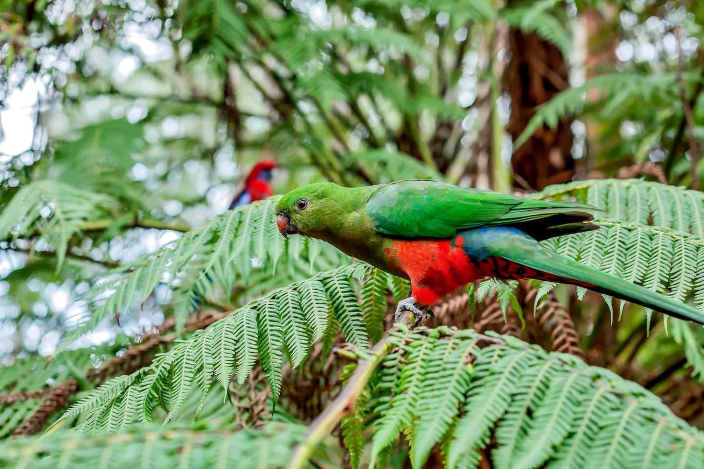 The Fernglen Forest Retreat Mount Dandenong Buitenkant foto