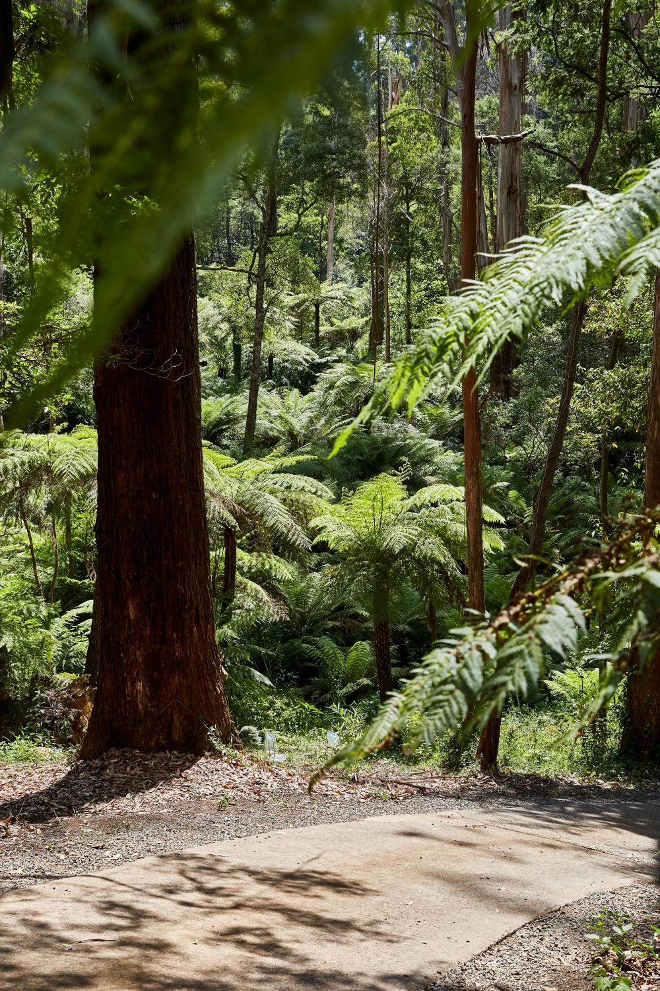 The Fernglen Forest Retreat Mount Dandenong Buitenkant foto
