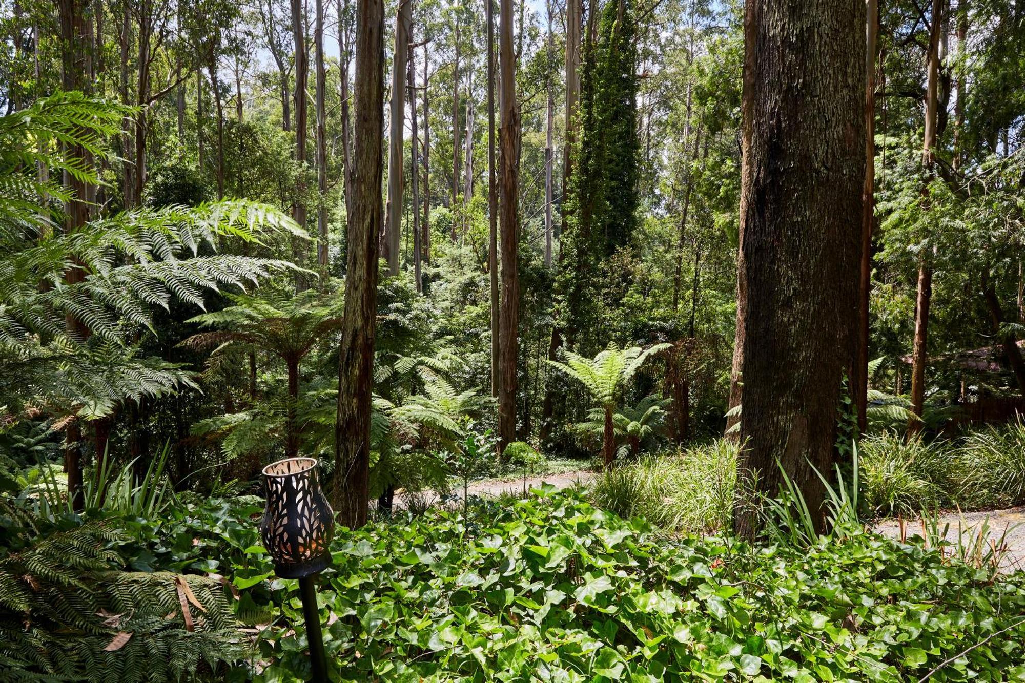 The Fernglen Forest Retreat Mount Dandenong Buitenkant foto